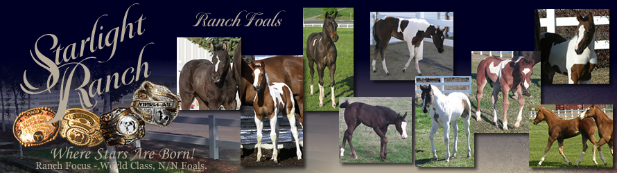 Starlight Ranch Foals 