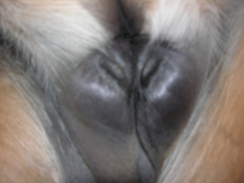 can taking prednisone increase male mammory glands